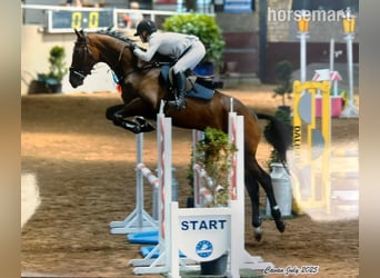 Irish sport horse, Merrie, 4 Jaar, 165 cm, Roodbruin