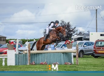 Irish sport horse, Merrie, 4 Jaar, 165 cm, Roodbruin