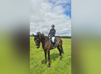 Irish sport horse, Merrie, 4 Jaar, 165 cm, Roodbruin