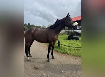 Irish sport horse, Merrie, 4 Jaar, 165 cm, Zwartbruin