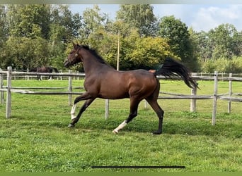 Irish Sport Horse, Stute, 4 Jahre, 166 cm, Brauner