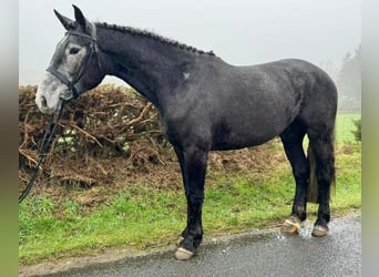 Irish sport horse, Merrie, 4 Jaar, 167 cm, Schimmel