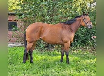 Irish Sport Horse, Stute, 4 Jahre, 168 cm, Brauner