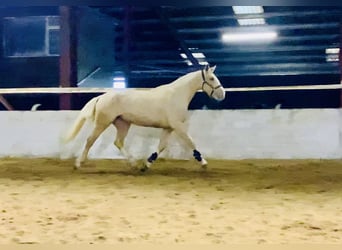 Irish sport horse, Merrie, 4 Jaar, 172 cm, Palomino