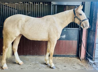Irish sport horse, Merrie, 4 Jaar, 172 cm, Palomino