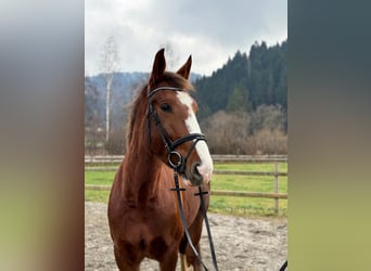 Irish sport horse, Merrie, 4 Jaar, 175 cm, Donkere-vos