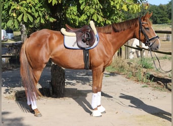 Irish sport horse Mix, Merrie, 4 Jaar, Donkere-vos