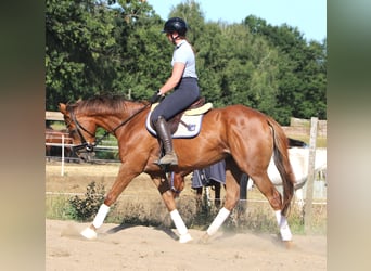 Irish sport horse Mix, Merrie, 4 Jaar, Donkere-vos