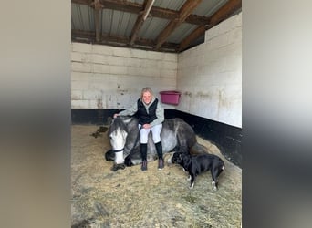 Irish sport horse Mix, Merrie, 4 Jaar, Schimmel