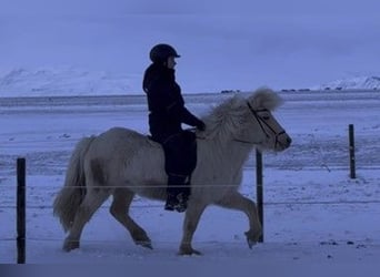 Irish sport horse, Merrie, 5 Jaar, 137 cm, Palomino