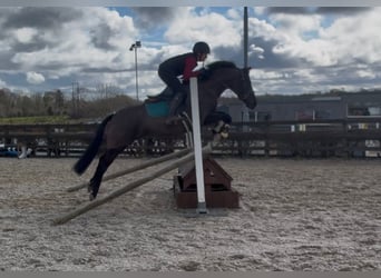 Irish sport horse, Merrie, 5 Jaar, 145 cm, Zwart