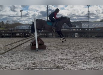 Irish sport horse, Merrie, 5 Jaar, 145 cm, Zwart