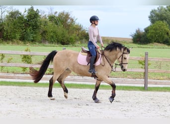 Irish sport horse, Merrie, 5 Jaar, 151 cm, Falbe