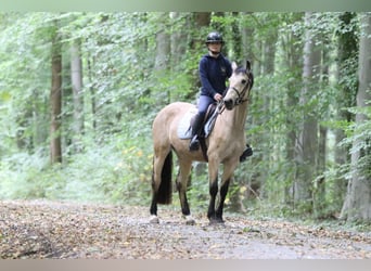 Irish sport horse, Merrie, 5 Jaar, 151 cm, Falbe