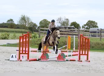 Irish sport horse, Merrie, 5 Jaar, 151 cm, Falbe
