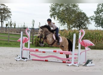 Irish sport horse, Merrie, 5 Jaar, 151 cm, Falbe