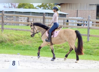 Irish sport horse, Merrie, 5 Jaar, 151 cm, Falbe
