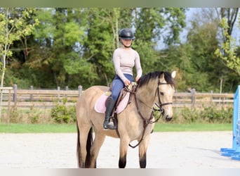 Irish sport horse, Merrie, 5 Jaar, 151 cm, Falbe