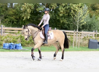 Irish sport horse, Merrie, 5 Jaar, 151 cm, Falbe