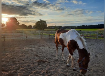 Irish sport horse Mix, Merrie, 5 Jaar, 154 cm, Gevlekt-paard