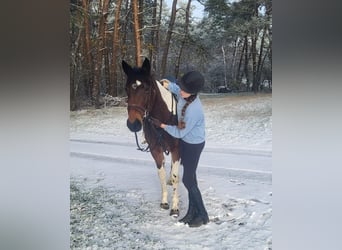 Irish sport horse Mix, Merrie, 5 Jaar, 154 cm, Gevlekt-paard