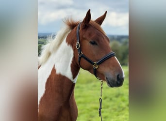 Irish sport horse, Merrie, 5 Jaar, 155 cm, Gevlekt-paard