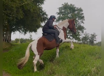 Irish sport horse, Merrie, 5 Jaar, 155 cm, Gevlekt-paard