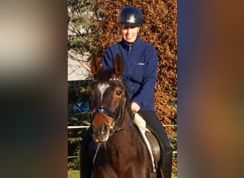 Irish sport horse, Merrie, 5 Jaar, 158 cm, Donkerbruin