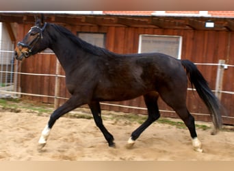 Irish sport horse, Merrie, 5 Jaar, 158 cm, Donkerbruin