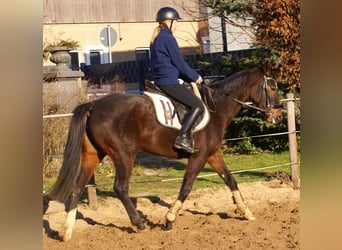 Irish sport horse, Merrie, 5 Jaar, 158 cm, Donkerbruin