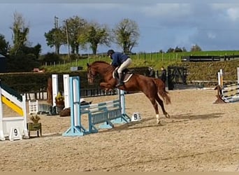 Irish sport horse, Merrie, 5 Jaar, 158 cm, Donkere-vos