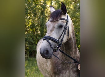 Irish sport horse, Merrie, 5 Jaar, 158 cm, Falbe
