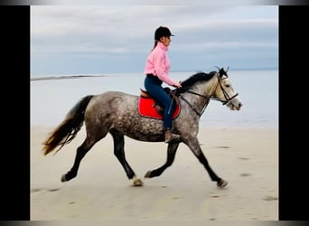 Irish sport horse, Merrie, 5 Jaar, 160 cm, Appelschimmel