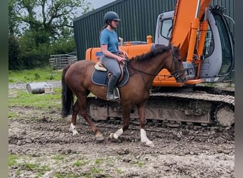 Irish sport horse, Merrie, 5 Jaar, 160 cm, Donkere-vos