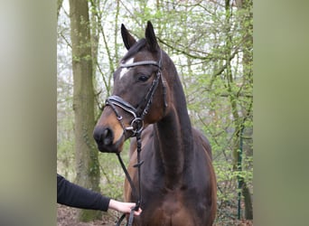 Irish sport horse, Merrie, 5 Jaar, 160 cm, Zwartbruin