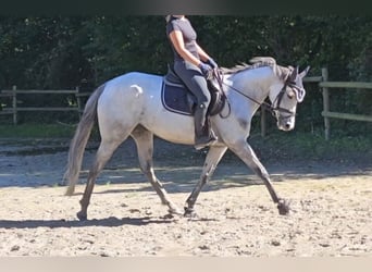 Irish Sport Horse, Stute, 5 Jahre, 162 cm, Apfelschimmel