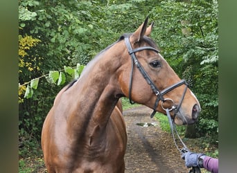 Irish sport horse, Merrie, 5 Jaar, 162 cm, Bruin