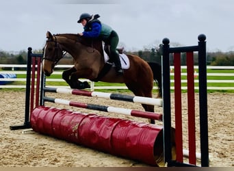 Irish sport horse, Merrie, 5 Jaar, 162 cm, Bruin