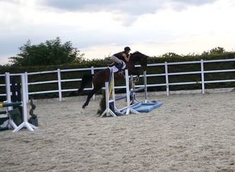 Irish sport horse, Merrie, 5 Jaar, 163 cm, Roodbruin