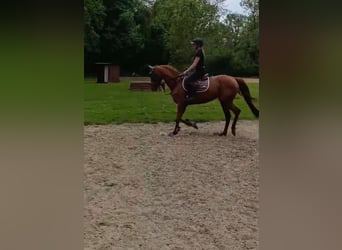 Irish sport horse, Merrie, 5 Jaar, 163 cm, Vos