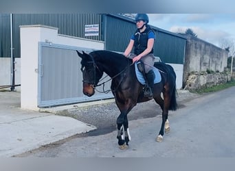 Irish sport horse, Merrie, 5 Jaar, 167 cm