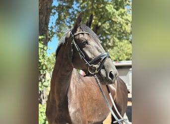 Irish sport horse, Merrie, 5 Jaar, 167 cm, Zwart