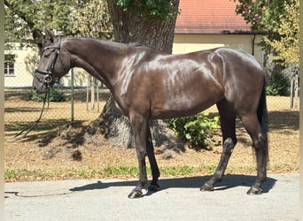 Irish sport horse, Merrie, 5 Jaar, 167 cm, Zwart