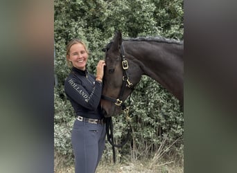 Irish sport horse, Merrie, 5 Jaar, 167 cm, Zwartbruin