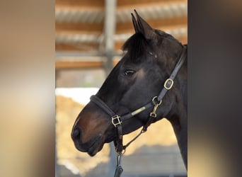 Irish sport horse, Merrie, 5 Jaar, 167 cm, Zwartbruin