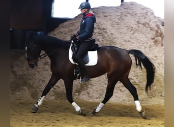 Irish sport horse Mix, Merrie, 5 Jaar, 168 cm, Donkerbruin