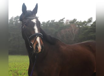 Irish sport horse Mix, Merrie, 5 Jaar, 168 cm, Donkerbruin