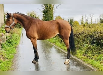 Irish sport horse, Merrie, 5 Jaar, 173 cm