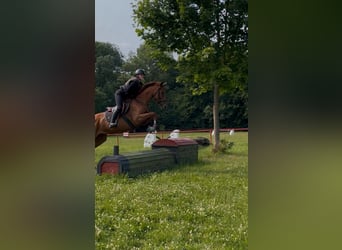 Irish sport horse, Merrie, 5 Jaar, Vos