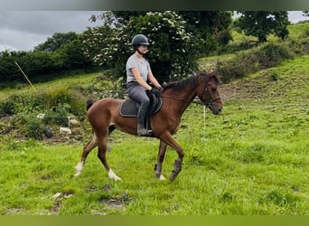Irish sport horse, Merrie, 6 Jaar, 148 cm, Roodbruin